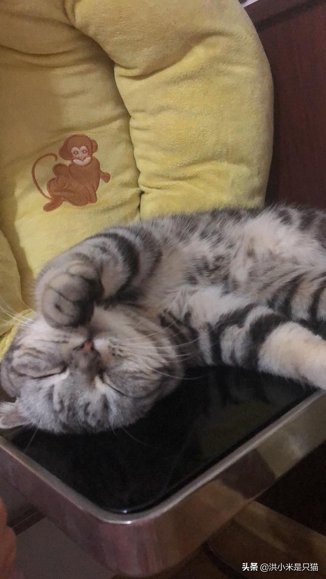 44921猫咪吃西瓜小游戏:猫能不能吃水果？能吃什么水果？