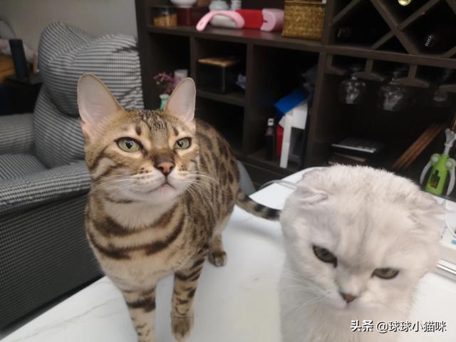 猫咪绝育:母猫做绝育，会有什么危害？ 猫咪绝育前注意事项