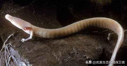 06年真龙吃人的照片被证实，洞螈能够半年不进食，它靠什么维持能量又怎么能有50年的寿命