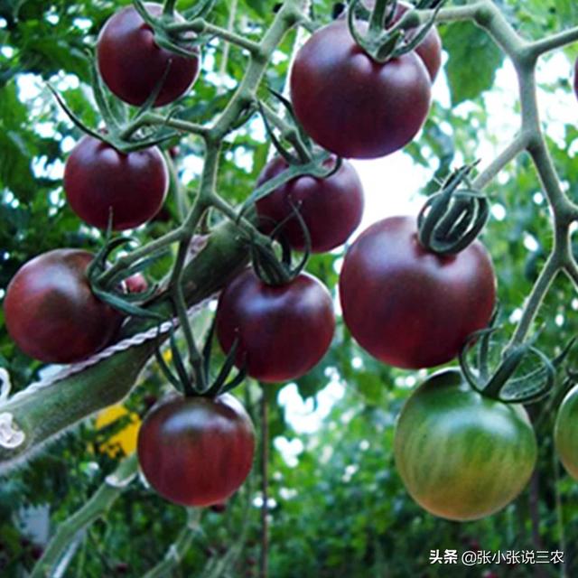野生黑枸杞与种植黑枸杞的区别，黑番茄与普通番茄有什么差别？怎么种植？