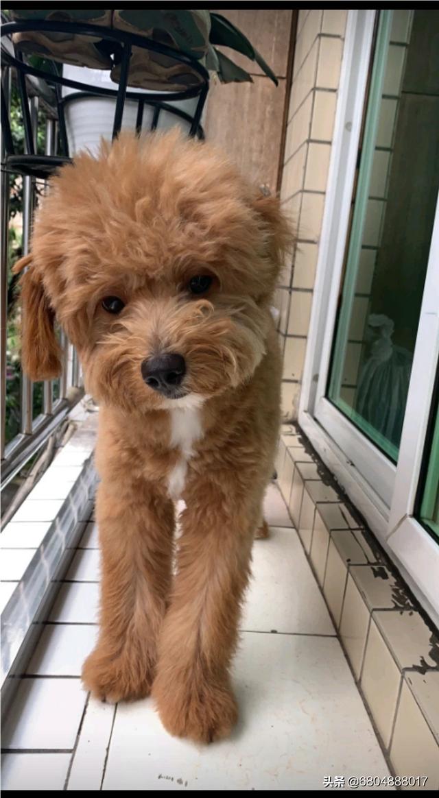 串串狗能当宠物狗养吗?怎样养?-惠修网