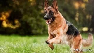 保加利亚牧羊犬:为什么德牧被禁养了以后，还有很多人喜欢饲养？