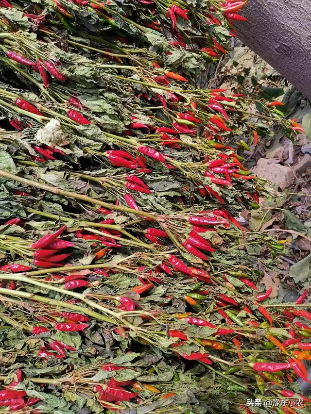 红秋葵种植的利润:朝天椒今年价格喜人，老农说一亩地净赚一万，是真的吗？