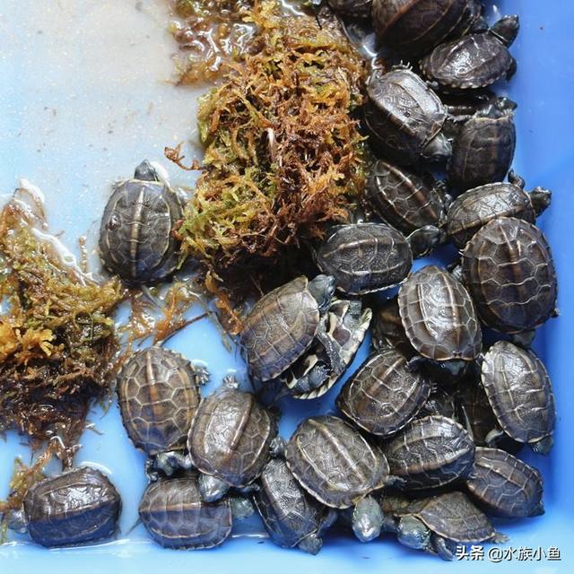 草龟苗:草龟苗没状态不吃东西怎么回事？