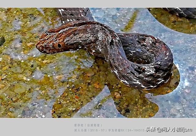 水蛇图片:你手机拍的蛇类的照片能否分享一下？