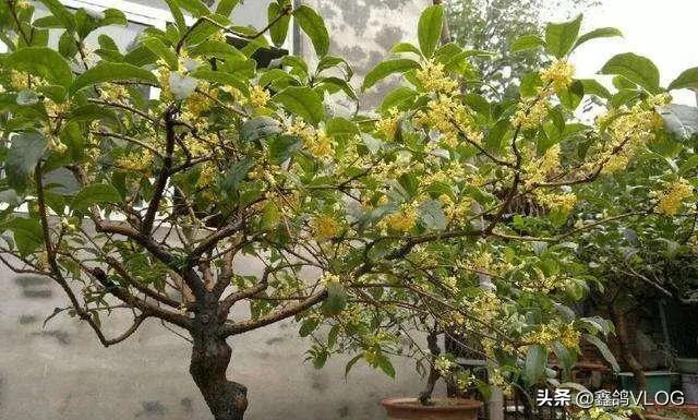 桂花树用什么盆栽最好？