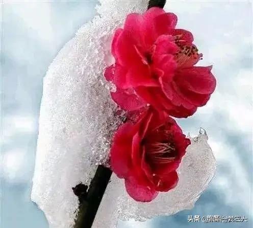 有道是:但求夕阳无限好，何须惆怅近黄昏。为什么一些人们还想不开？