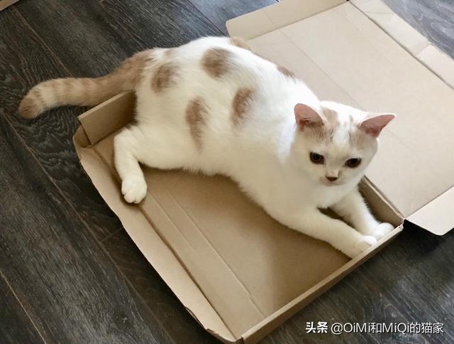 淮安欧洲短毛猫:猫咪英短和美短的区别是什么？ 淮安哪里买英国短毛猫