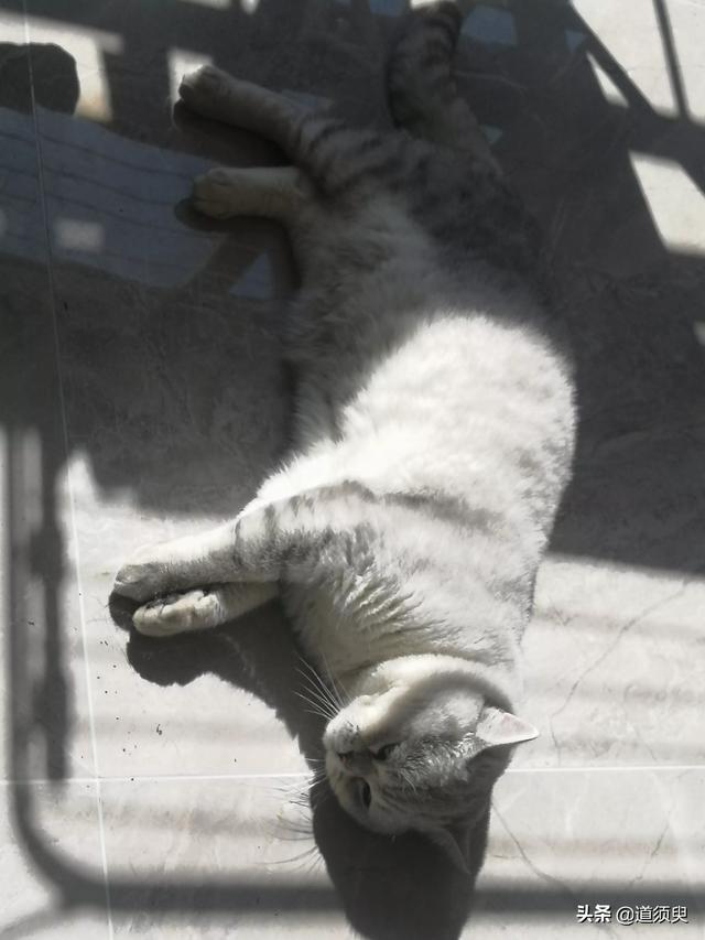 猫耳朵里面黑色的硬块:猫咪嘴上掉毛附带黑色脏东西这是怎么回事儿？