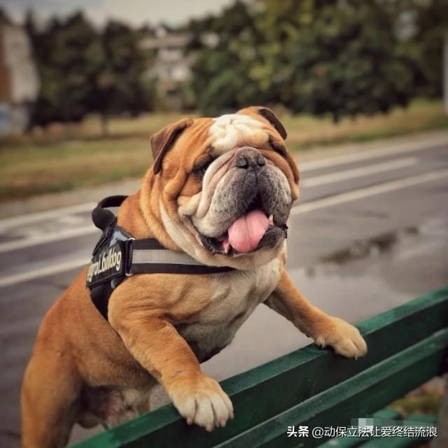 斗牛犬图片:斗牛犬图片黑色 法国斗牛犬又萌又可爱，但是有什么缺点呢？