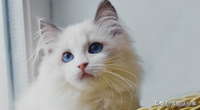 健康猫私教平台:健康猫私教的认证是怎么做的？