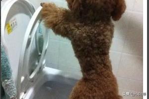 怎么训练狗大小便啊:狗狗一岁了怎么训练大小便？