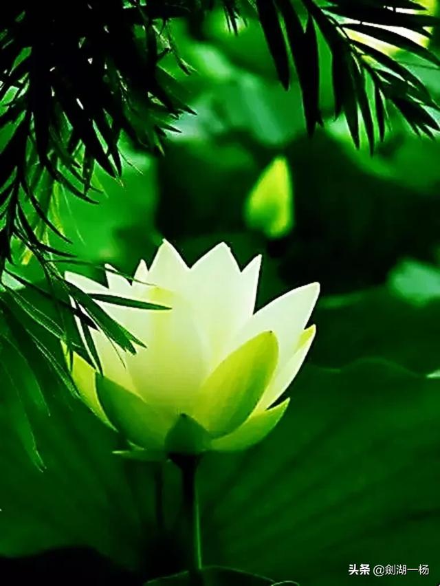 当一个人做到释然,无欲无求的时候,是不是说明他已经老去？