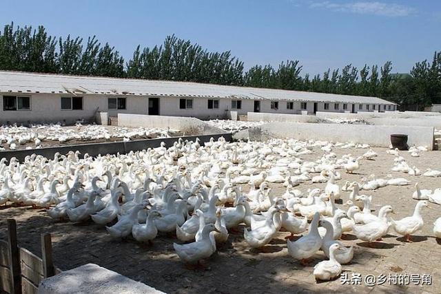养鸡兽医专家在线咨询:林下养殖土鸡难吗？需要注意哪些方面？
