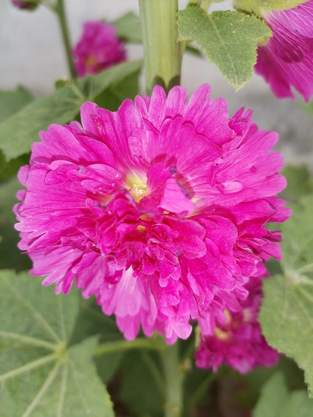 小型观花植物:家里空间小有什么适合养的植物？