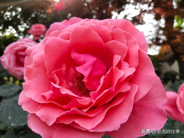 中学生早恋到底在追求什么？