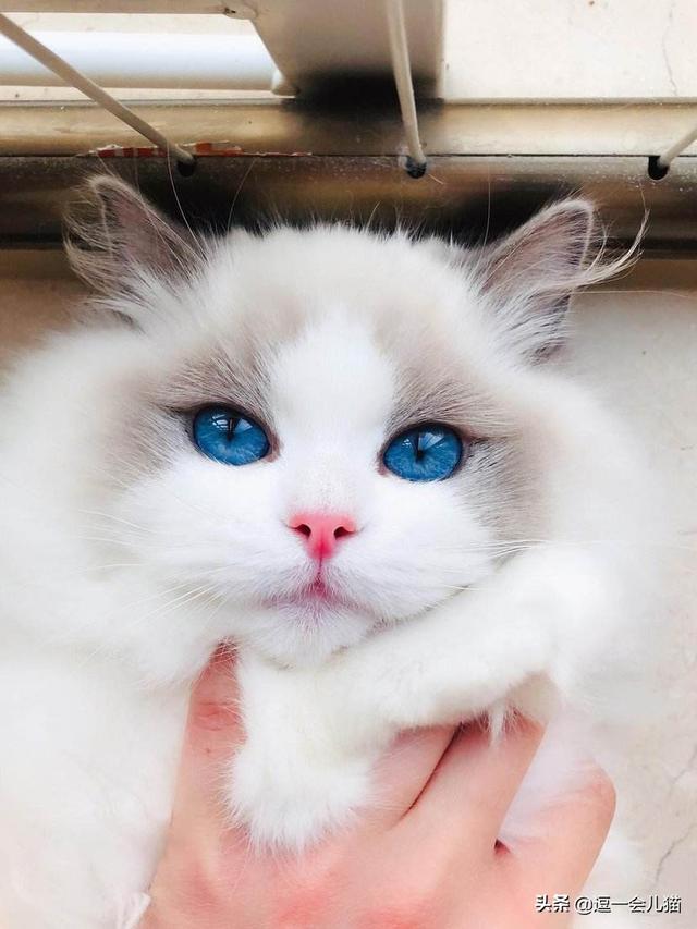 盐城宠物店布偶猫多少钱一只:买了布偶猫几天就不想养了，怎么办？