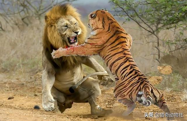 雄狮和公虎在陆地战斗中的排名分别是第几位？能否进前十？