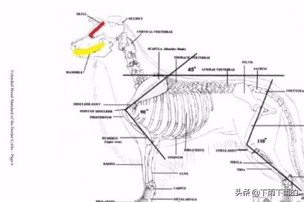 边境牧羊犬吧:你知道边牧的优点和缺点，以及怎么挑选小边吗？