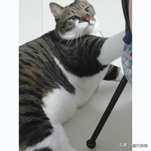 猫为什么喜欢吃鱼答案:猫为什么喜欢吃老鼠和鱼？