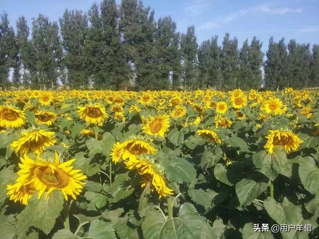 4大桃花月份：桃花几月份