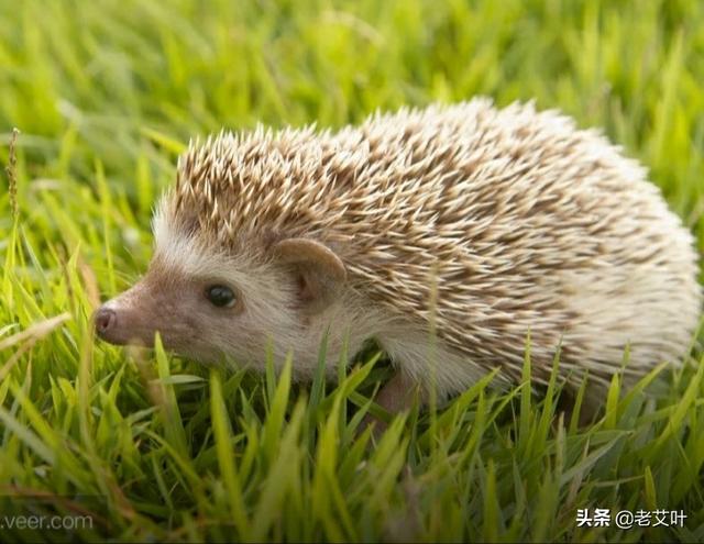 黑眉锦蛇喜欢吃什么:农村老人说野外的刺猬是蛇的天敌，刺猬能够打得过蛇吗？