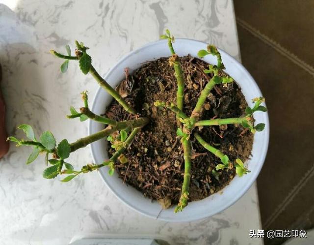 长寿花的繁殖方法图解:长寿花叶扦插繁殖方法 无叶的长寿花茎可扦插成活吗？