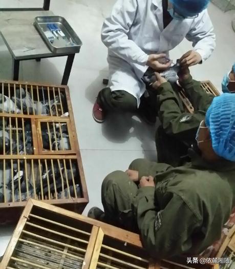 信鸽疫苗什么时候打最好:得了新城疫的鸽子能做新城疫苗吗？