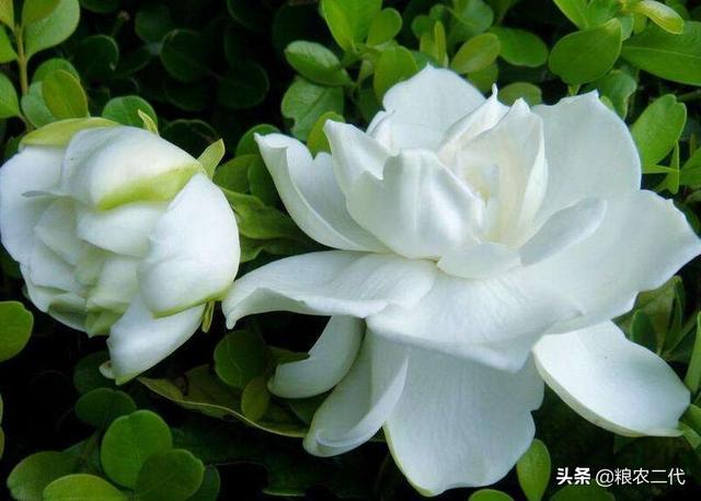 最吉利旺财的微信名 带来好运:什么花比较香，适合家里养