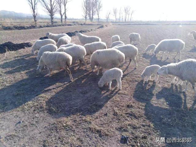 反刍动物营养学ppt循环:用颗粒料饲养育肥羊应注意什么？