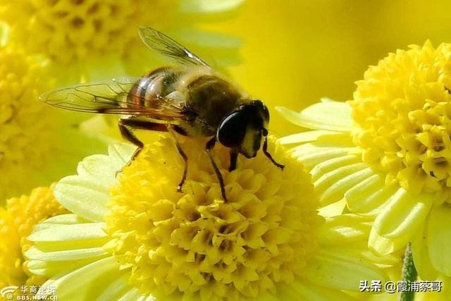 你还知道哪些有关蜜蜂的知识:养蜜蜂一年四季在管理上要注意些什么？