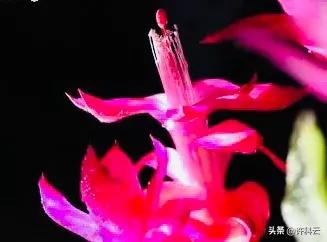 野生蟹爪兰图片:为什么要将蟹爪兰嫁接仙人掌上？