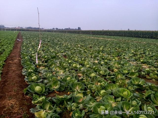 头条问答 回农村种菜 种什么菜好呢 156个回答