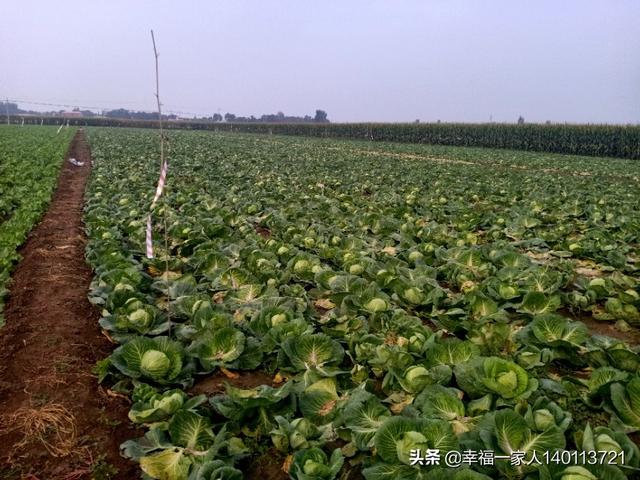 头条问答 回农村种菜 种什么菜好呢 156个回答