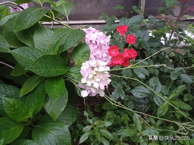 中华媒鸟论坛吧:丈母娘住在女婿家合适吗？
