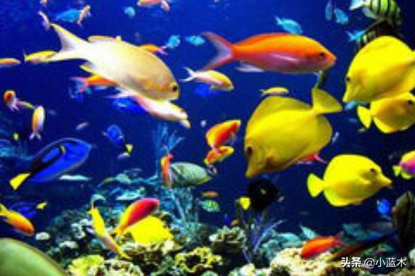 热带鱼饲养:热带鱼养殖方法指南--教你养好热带鱼？