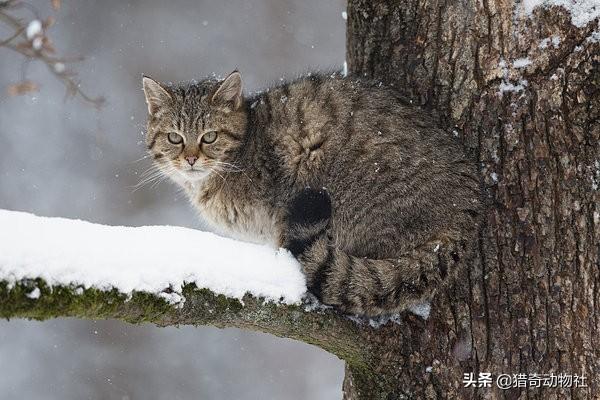 豹猫图片猫照片:丛林猫和豹猫在自然界中是什么关系？