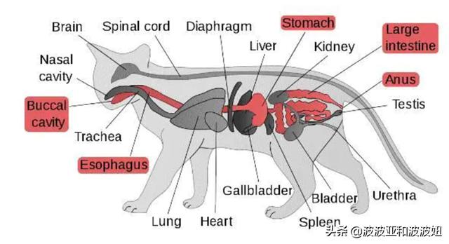 猫咪的肉真是酸的吗，猫咪喜欢吃生肉还是熟肉，吃生肉好还是吃熟肉好