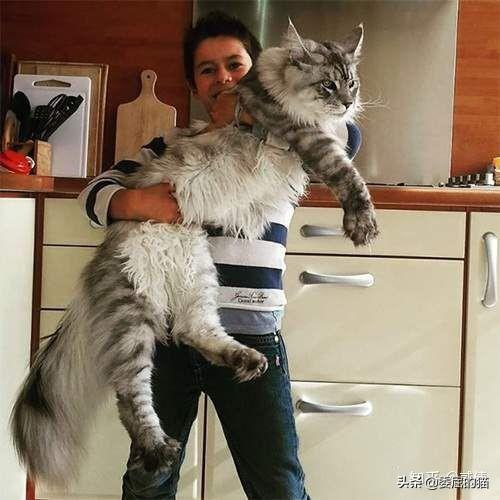 亚洲豹猫和孟加拉豹猫区别:如果家里养的猫咪能长到老虎一样大会怎么样？