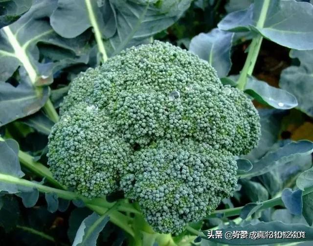 种什么蔬菜比较挣钱？