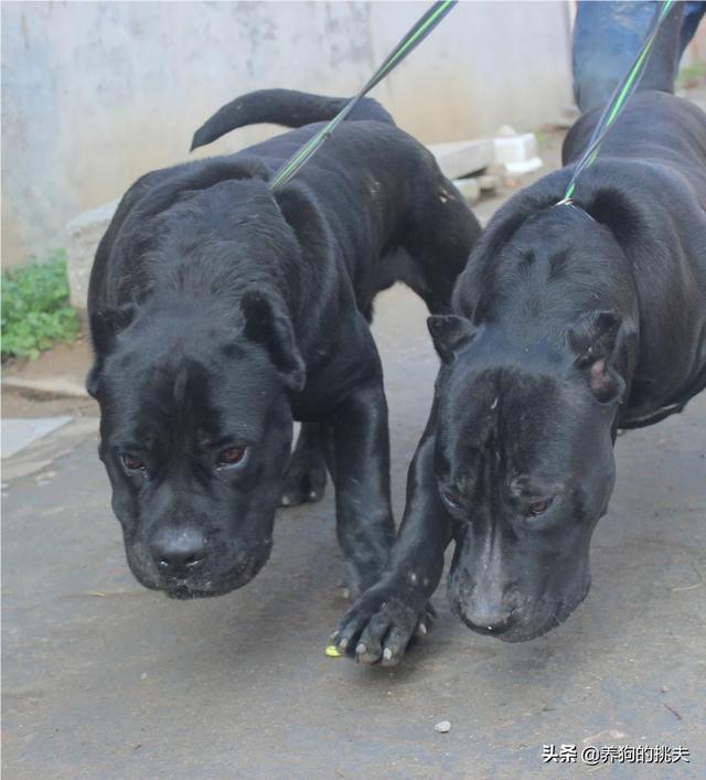 犬瘟热早期表现为:狗狗得了狂犬病症状和狗瘟症状有什么区别，如何区分？ 犬瘟热炎症一直没有减轻