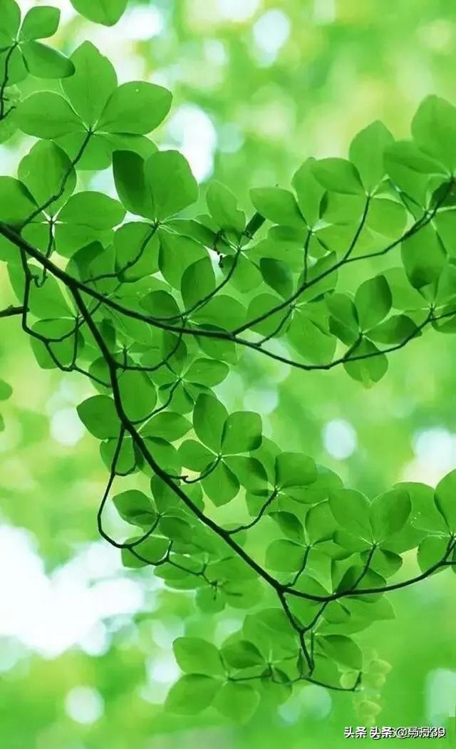 能否分享一下翡翠绿颜色的壁纸?-惠修网