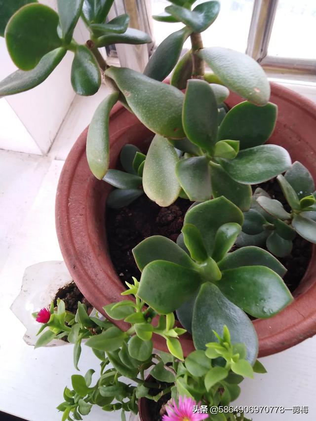 玉树养成盆景的几个技巧，为什么有人养在室内就容易挂掉呢？插图21