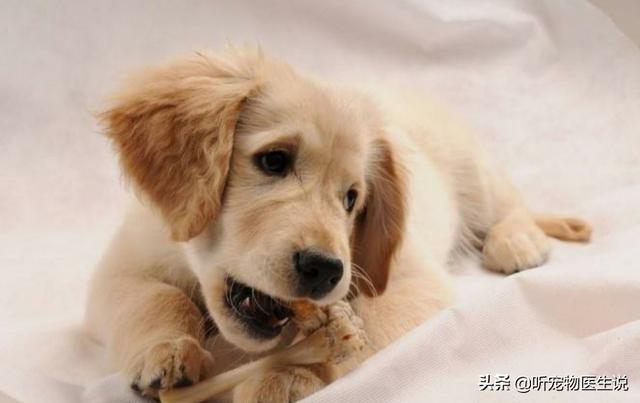 犬虫一扫光一吃就吐:狗狗呕吐应该吃什么药？该如何治疗？