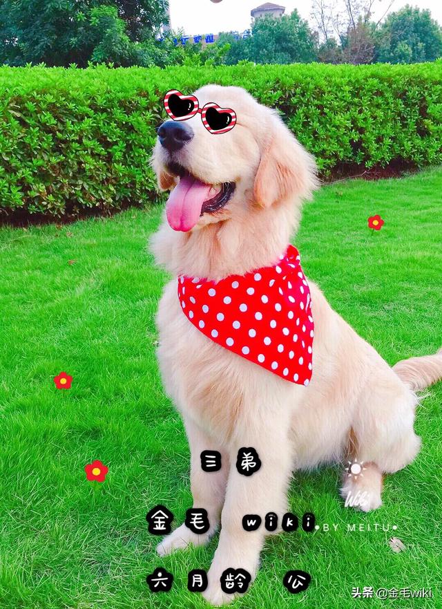 宠物店的金毛犬好养吗:金毛犬、贵宾犬（泰迪）哪个好养？