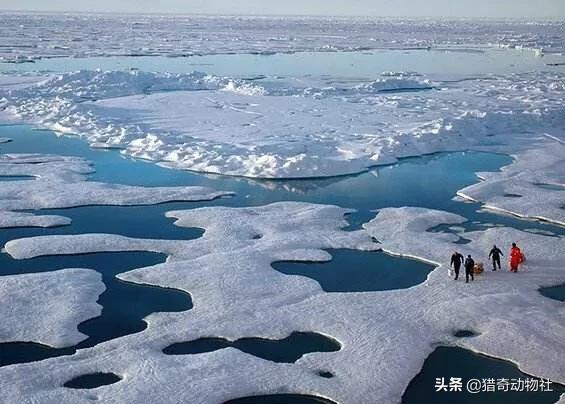 北极熊喝水死亡:北极熊冬天产崽挖洞 如果冰山融化掉入海中，会怎样？