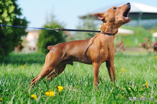 犬打:哪些狗可以打得过杜高犬？为什么？