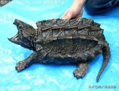 鳄鱼龟怎么养:怎么养鳄龟？需要注意什么？ 鳄鱼龟怎么养殖