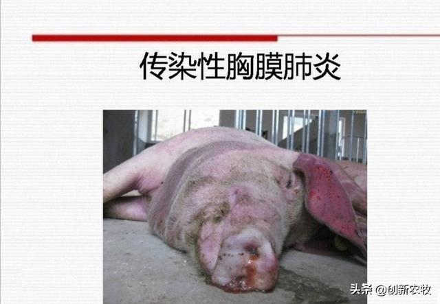 猪附红体病中药配方:母猪背上有发黑的脏东西是什么原因引起的？