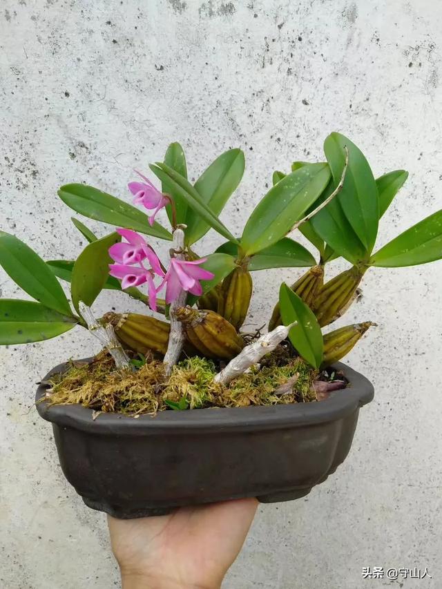 石斛图片,石斛的种类包括哪些？作用各有何不同？